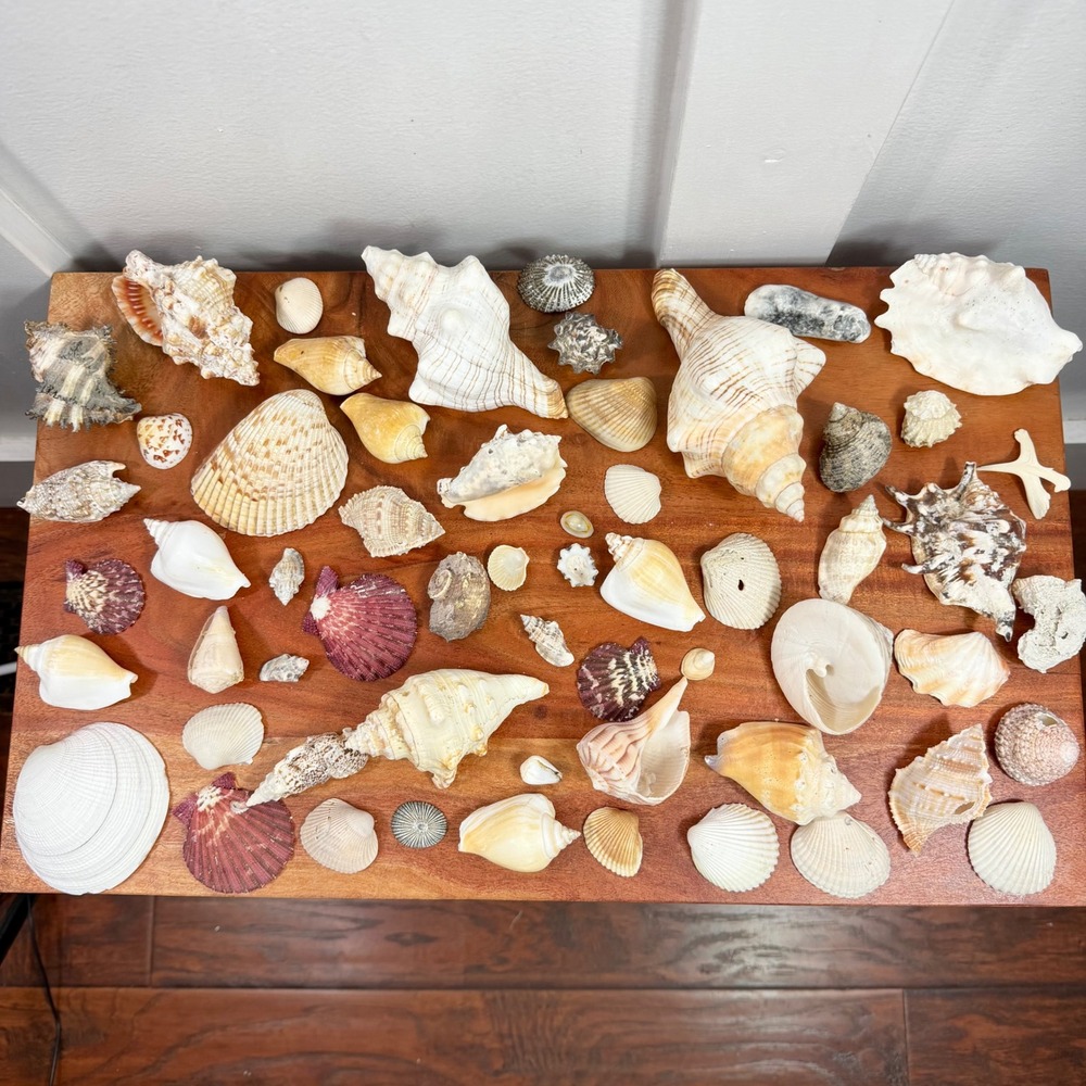 Large Assorted Sea Shell Collection Natural Conch Scallop Whelk Beach Decor Lot